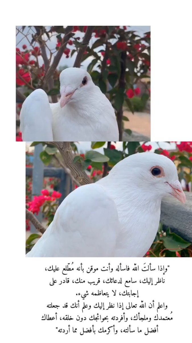 قًلبُღمكآبُرًツ❥🎼☕ tweet media