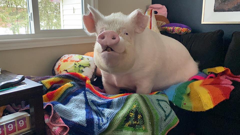 This couch makes my legs look tiny. I wonder if they make one for my butt?