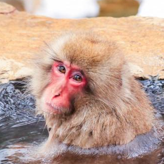 TripleLights's tweet photo. Japan is famous for its hot springs but I'm sure you've heard of a Monkey Onsen. Monkey Onsen: Best Places To Seeing Snow Monkeys in Japan https://t.co/gNvABXrp01 #monkeyonsen #triplelights #japan #thingstodoinjapan https://t.co/zJu7WX3BDh