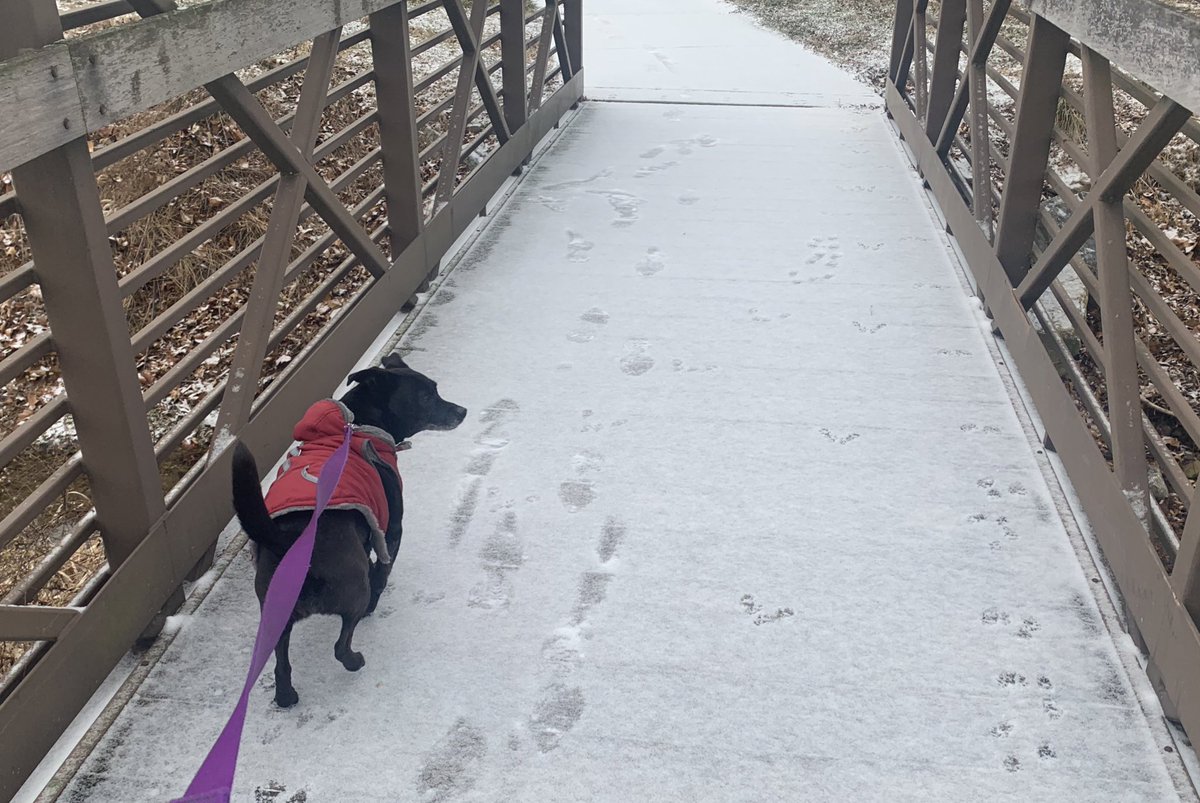 jackiedetore's tweet image. Just a coating so far in York County.

Getting another walk in with Shea before the sleet/freezing rain/rain we’re expecting here. 

No matter what it does outside, I’m using this day to catch up on all my TV shows.

What does it look like where you live? #PAsnow