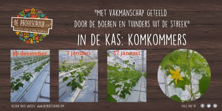 🥒🇭🇺🥒🇭🇺🥒
De komkommerplanten in de kas bij Arthur van Geest in Tinte groeien goed. De eerste komkommer bloeit, deze is over 20 dagen goed. Nog even geduld en we kunnen weer genieten van🇭🇺 Nederlandse 🇭🇺komkommers, lekker vers &amp; van dichtbij♥️ <a href="/OPVoornePutten/">OP Voorne-Putten</a>