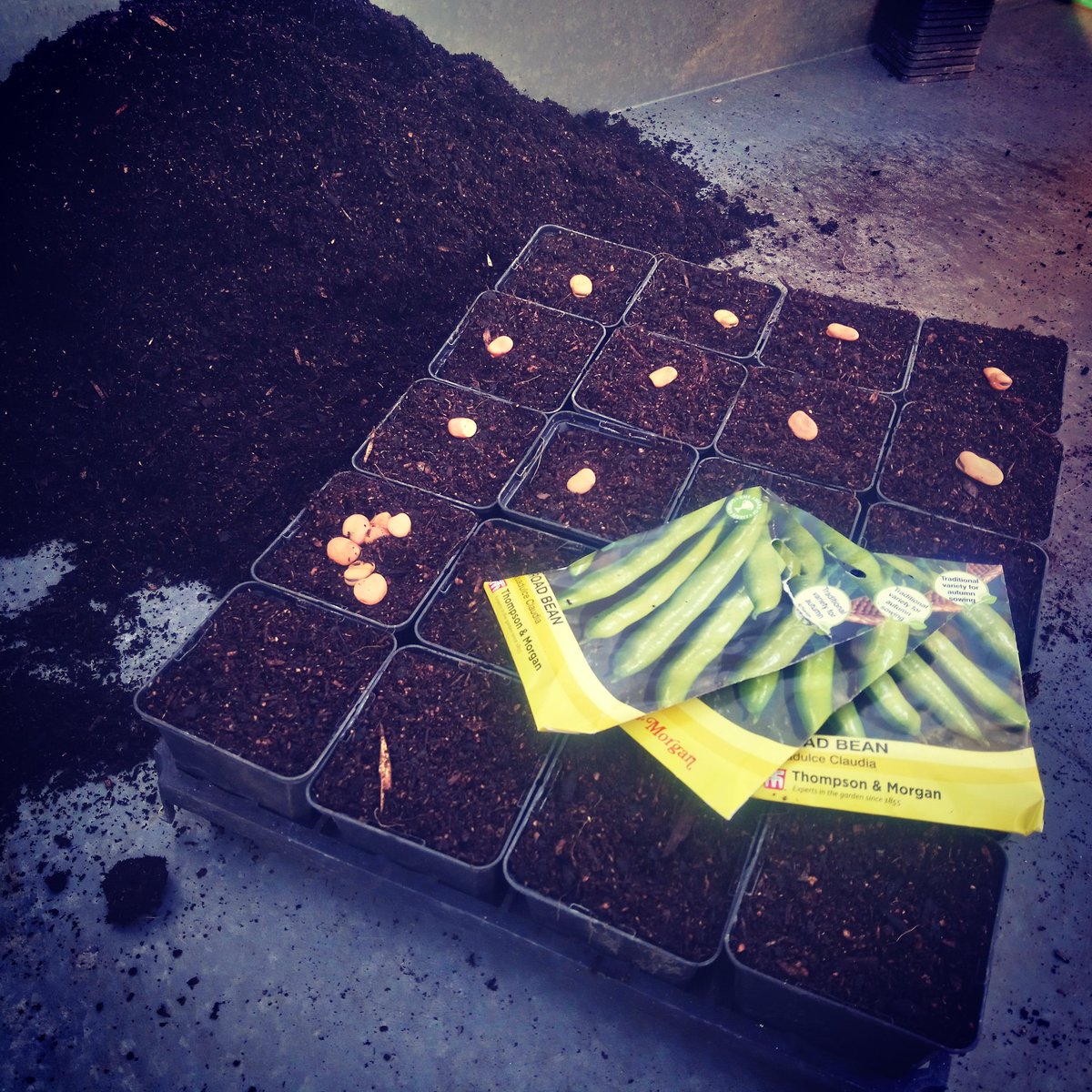 MattOliver87's tweet photo. First days actual gardening in over a month. Replacement broad bean 'Aquadulce Claudia' from @ThompsonMorgan sown to replace the autumn sown crop eaten by mice π€ Peat free Melcourt sylvagrow compost used for early season sowing #GlobalGrowthVeg #GGVG #GrowYourOwn #GYO https://t.co/5EqoIH7G17