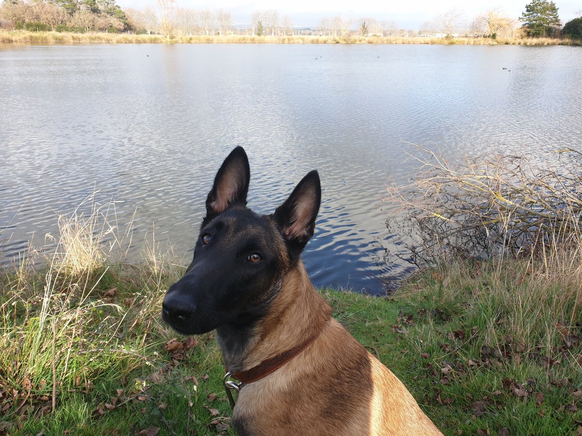 Twitter je t'en supplie aide moi à retrouver Oly. Berger Malinois de 1 an et demi, volé par effraction dans mon jardin sur Talence 33400 Baulieu Bordelaise. C'est toute ma vie, c'est mon toutou. Relayé un max svp.... elle a un tâche blanche sur le torse et un collier marron !