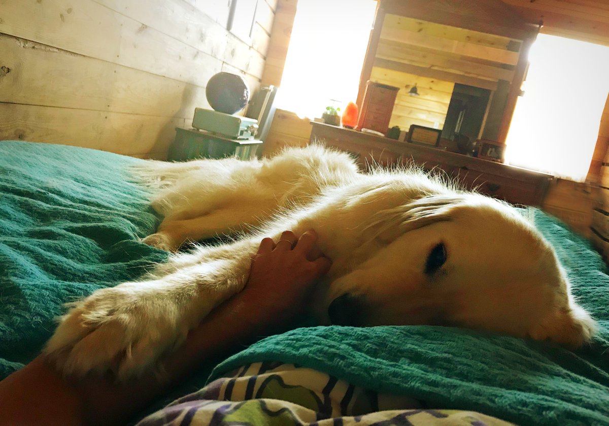Fluffy white Golden retriever is lying across a person's legs that are under covers. The covers are turquoise and purple, white, and green pattern. The dog has his paw on the persons arm and the person has her hand on the dog's shoulder. There is light coming through a window and in the background is a peaceful looking rustic room. 