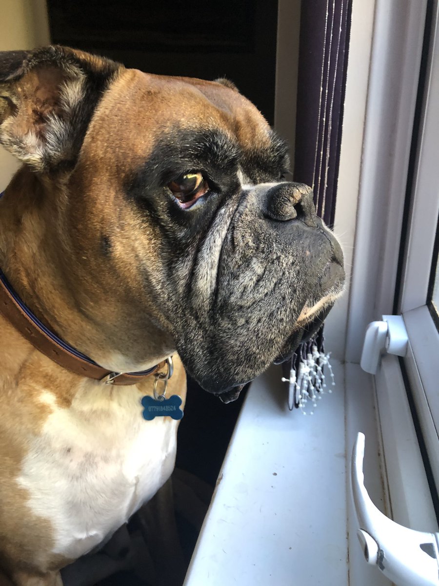 sammijo94's tweet photo. I call this series: “please stop taking pictures.” 🙄🐾

@dog_rates #helovesmereally #boxerdog #doggo https://t.co/iYyy3yufvk