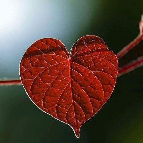 ﻭﻟﻠﻘﻠﻮﺏ ﺍﺣﻜﺎﻡ ﻭﺍﺣﺠﺎم
ﻣﻨﻬﺎ ﻣﻦ ﻳﺘﺤﻤﻞ ﻭﻻ ﻳﺘﻜﻠم
ﻭﻣﻨﻬﺎ ﻣﻦ ﻳُﺄﻟﻢ ﻭﻻ ﻳﺘﺄﻟم
ﻭﻣﻨﻬﺎ ﻣﻦ ﻻ ﻳﻘﺪﺭ ﻭﻻ ﻳﺼبر
ﻭﺍﺟﻤﻠﻬﺎ ﻣﻦ ﻳﻐﻔﺮ ﻭﻻ ﻳﻐﺪر