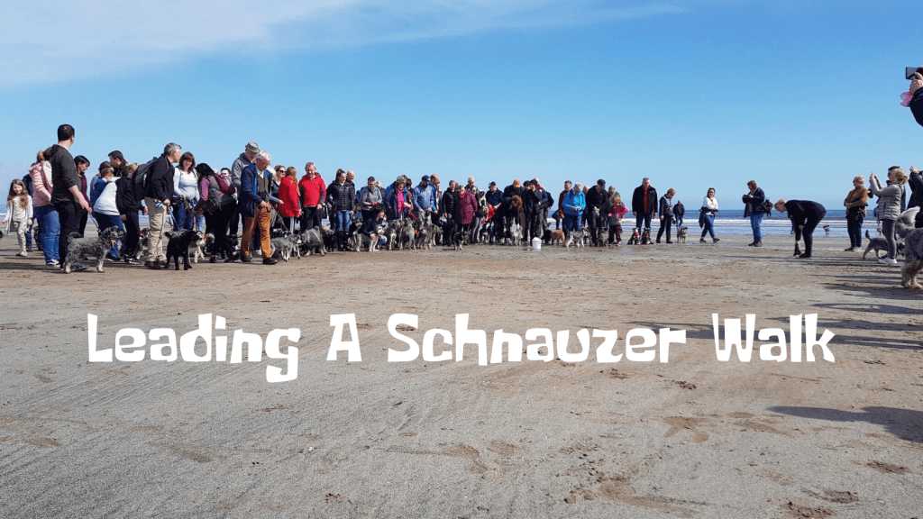 We spoke to two of our walk leaders and asked them to tell us what is involved in leading a schnauzer walk for Mad About Schnauzers. #schnauzers #schnauzergang madaboutschnauzers.co.uk/2020/01/18/lea…
