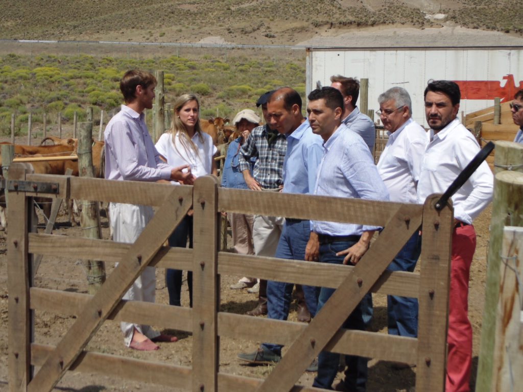 CarlosSaloniti's tweet photo. Junto al Gobernador @OmarGutierrezOk, a @marcoskoopm y al intendente Carlos Corazini, recorrimos establecimientos ganaderos de Junin de los Andes para conocer el trabajo de los productores de nuestra región. #JuntosPodemosMás https://t.co/TE1kAgBvhd