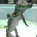 怖いイメージがあるけど可愛い一面も!水中でのワニはこんな姿勢だった!