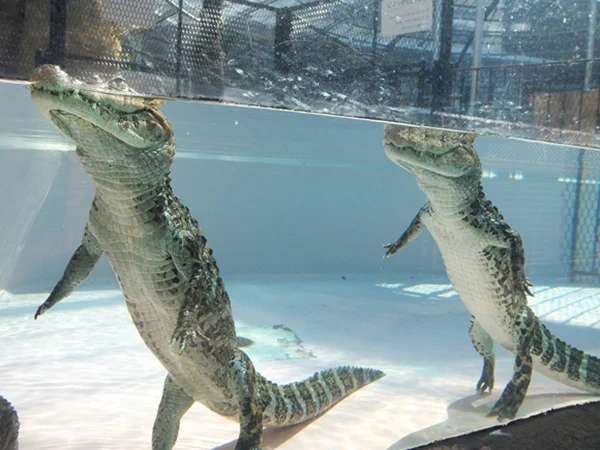 怖いイメージがあるけど可愛い一面も！水中でのワニはこんな姿勢だった！