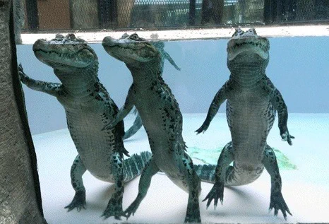 怖いイメージがあるけど可愛い一面も！水中でのワニはこんな姿勢だった！