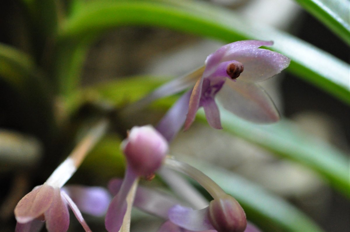 魚花 五一 うおはな ごいち Vanda Christensoniana バンダ クリステンソニアナ 開花しました 淡くピンクのキラキラした花が可憐ですね ところが花をじっくり見てみると コレきっと虫に擬態してるよね 私にはハナカマキリに見えるの 魚花 五一 うおはな ごいち Vanda Christensoniana バンダ クリステンソニアナ 開花しました 淡くピンクのキラキラした花が可憐ですね ところが花をじっくり見てみると コレきっと虫に擬態してるよね 私にはハナカマキリに見えるの
