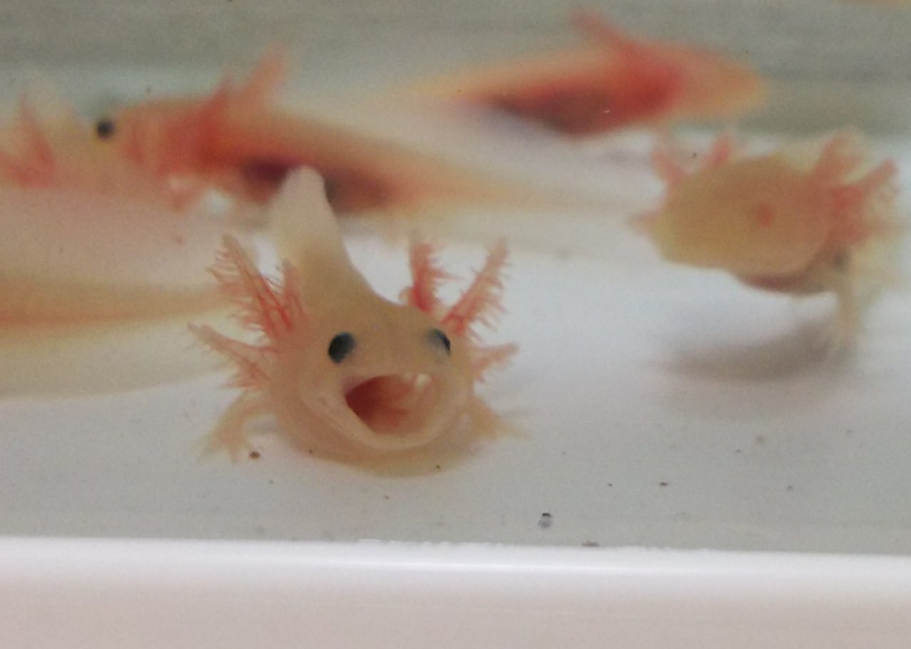 るうこ 眠たいウーパー ウーパールーパー あくび