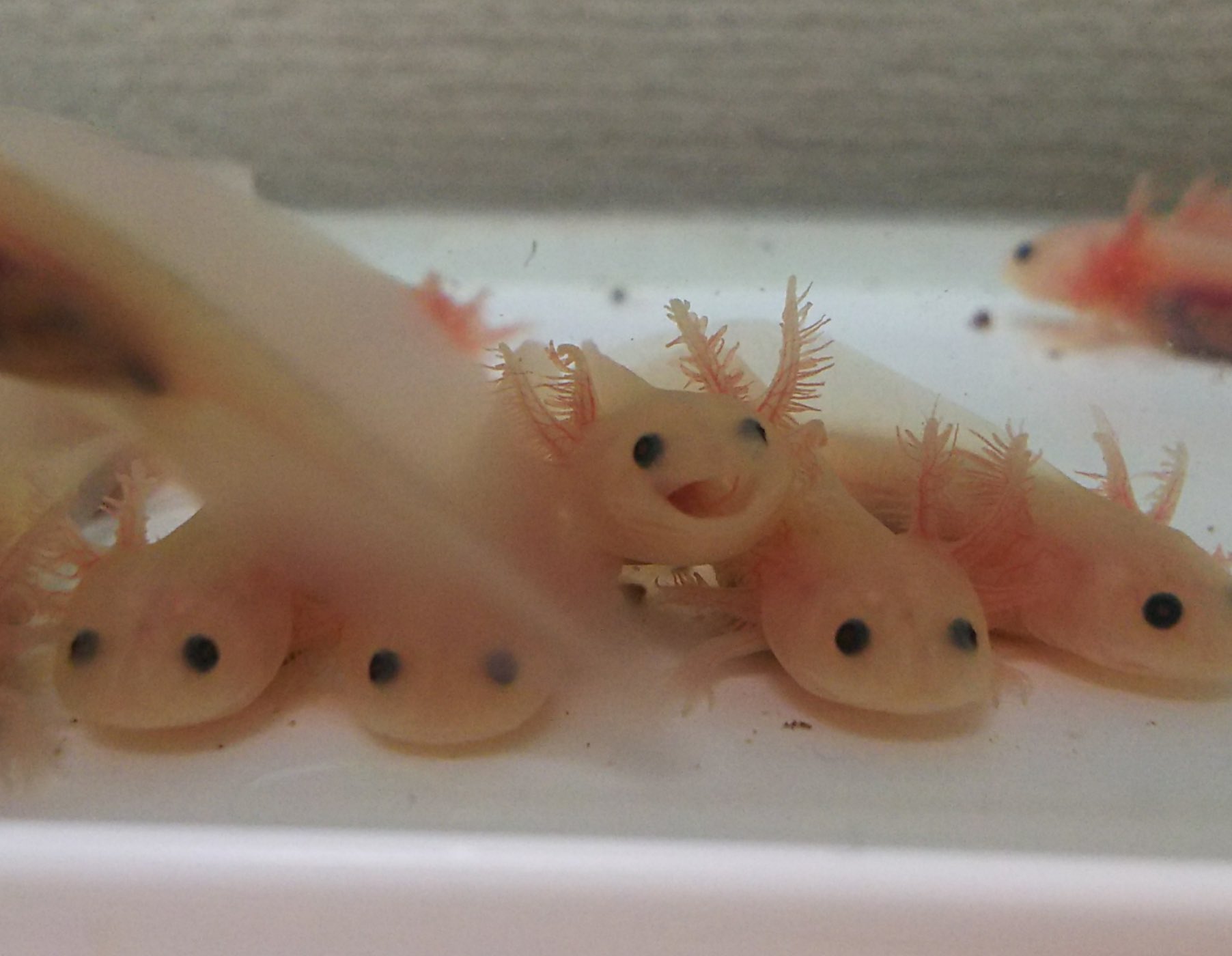 るうこ 眠たいウーパー ウーパールーパー あくび るうこ 眠たいウーパー ウーパールーパー あくび