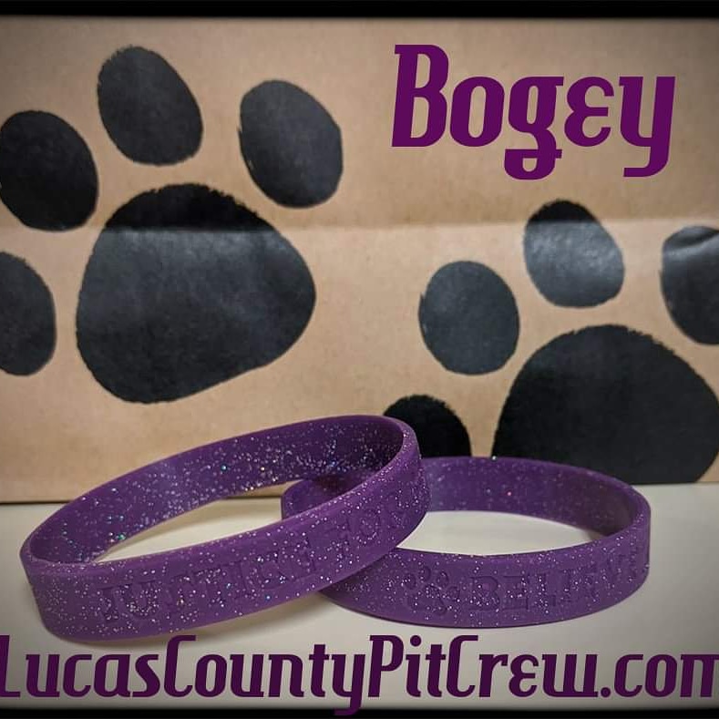 LCPitCrew's tweet image. Stop by PetSmart in the Spring Meadows Plaza or on Monroe St from 12-3 today to support Bogey with your wristband purchase.