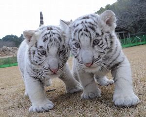 Ponta オーバーロードキャル実装 Ikusiosu 虎でもホワイトタイガーかなと思いました 狙った獲物は逃さない みたいなw T Co X4rdqdmxww Twitter Ponta オーバーロードキャル実装 Ikusiosu 虎でもホワイトタイガーかなと思いました 狙った獲物は逃さない みたいなw T Co X4rdqdmxww Twitter