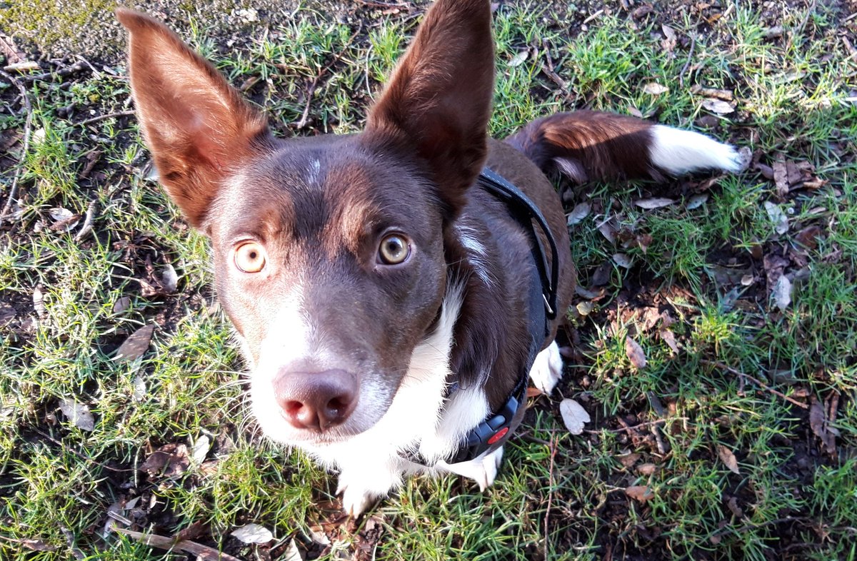 BorderTess's tweet photo. Lovely morning out walking with Tess the #bordercollie Won't be long and spring will be here. #wintersun #dogwalk https://t.co/MsNyR0VVeT