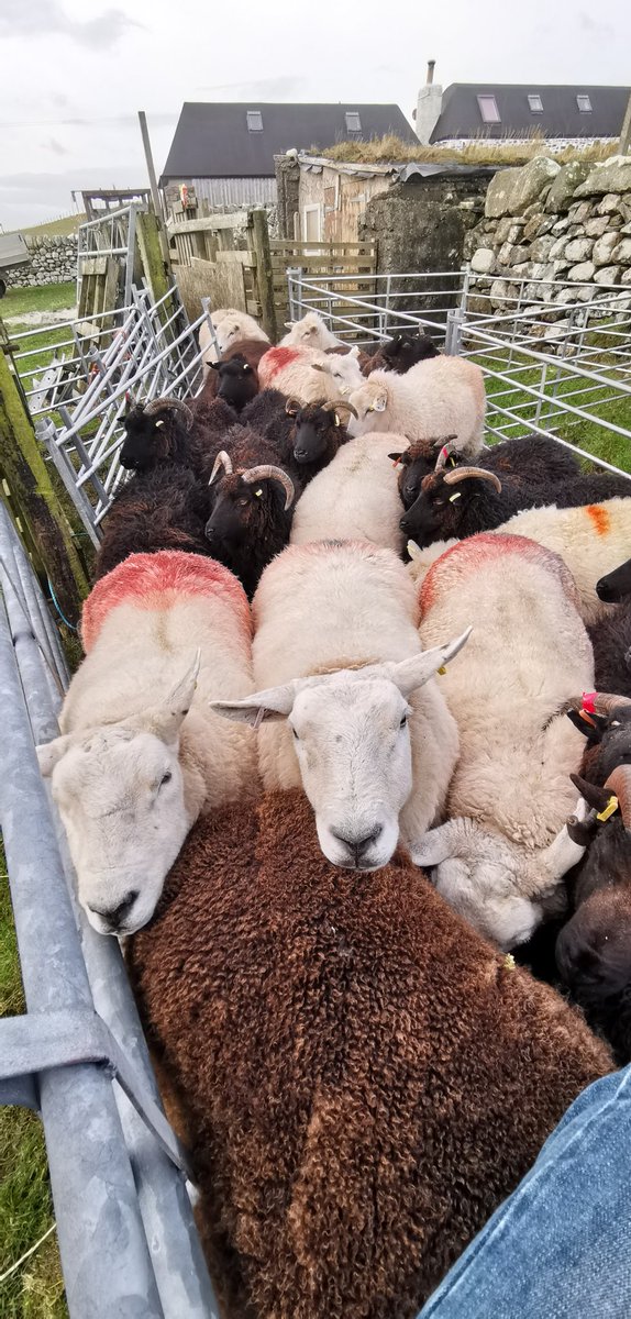 wodieskodie's tweet image. Just me. Dosing and checking condition, doing feet. You know, not giving a shit about their welfare. Usual stuff. #crofting #meatwithintegrity