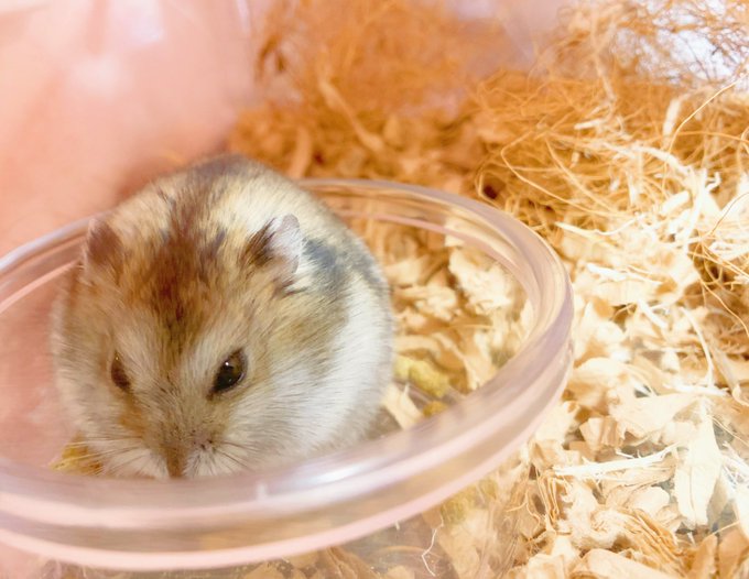 Twitterのコスプレ画像8