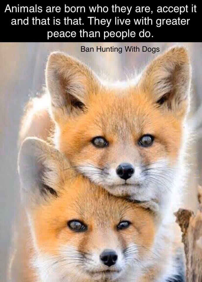 ClaireEdment's tweet image. Human beings are the only animals of which I am thoroughly and cravenly afraid.
George Bernard Shaw #BanFoxHunting #BanHuntingWithDogs #keeptheban 🍃❤️🦊🍀🌾