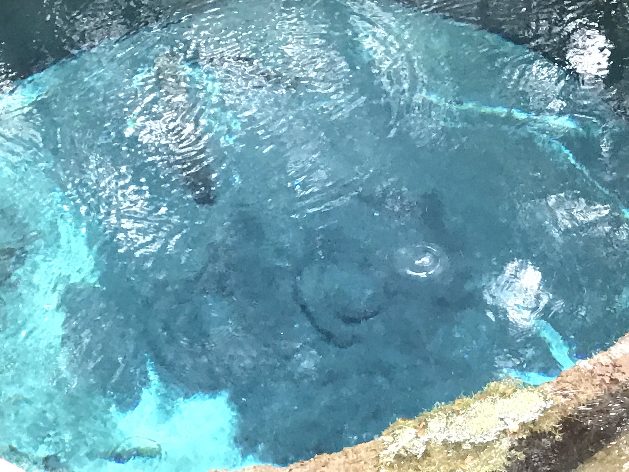 ヨナガ Pa Twitter あとめちゃくちゃウォーキングして湧水地見てきた ほぼ毎日日本一汚い川を見てるから自然の水ってここまで綺麗なんだなと さすが富士の膝下 T Co Bf8ofshire Twitter