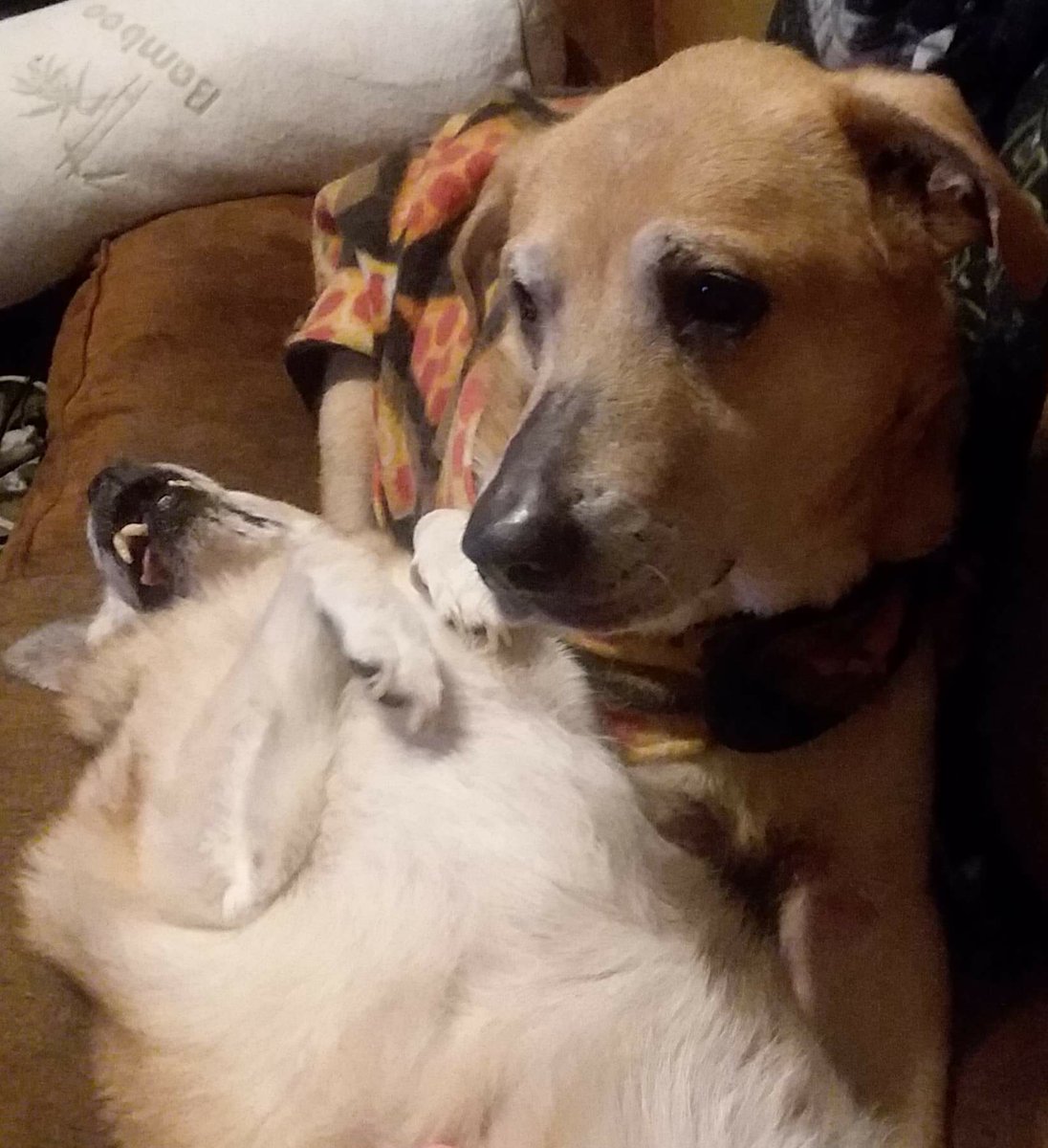Buddy and Willow are best friends and love to cuddle together.