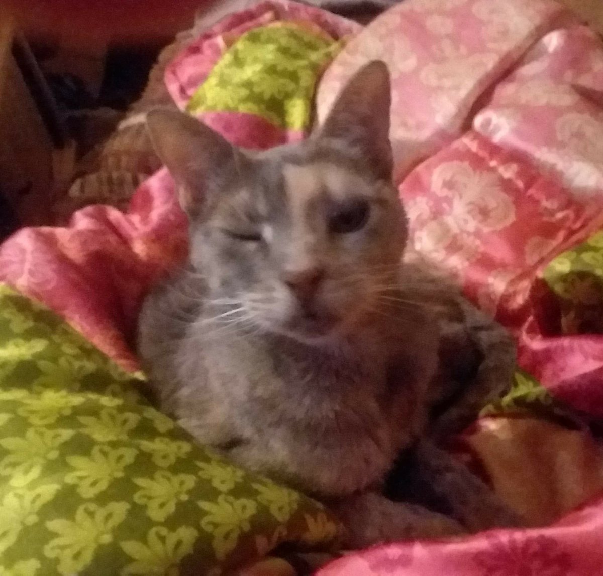 Saber the Smol winking. She is full of secrets.