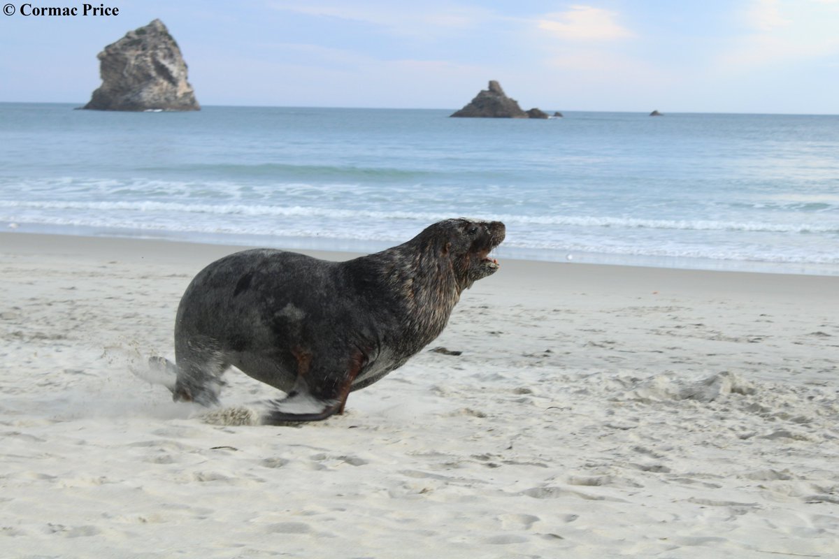 C_MrPrice's tweet photo. Another thing I learnt in 🇳🇿 is never yawn back at a yawning fur seal they don't appreciate it I had an incredible time with incredible people over there!! Back in 🇿🇦 now, the memories/experiences I had in NZ will last a lifetime and I'm delighted to have them. #BeachMaster #FI https://t.co/bcfsRl7fb4