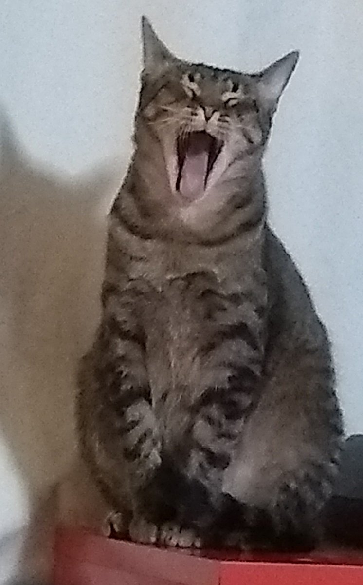 Sheldon sings you a song (he's very soft)