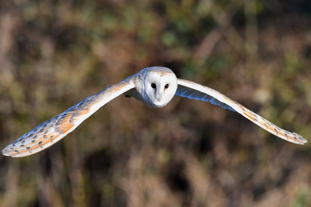 RT @mufc_smith: Male and female Barn Owls this morning in Lancashire @Lancswildlife @BarnOwlTrust @BBCSpringwatch @wildlife_uk @RSPBbirders @Natures_Voice @_BTO @iNatureUK @NatureUK @BirdWatchingMag @RSPB_N_England @CountryfileMag @RSPBEngland