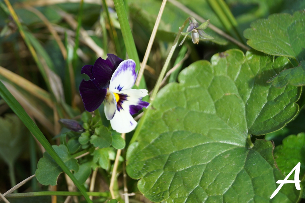 Unser "Hausgarten" im Januar ackerzeit.wordpress.com/2020/01/18/uns…