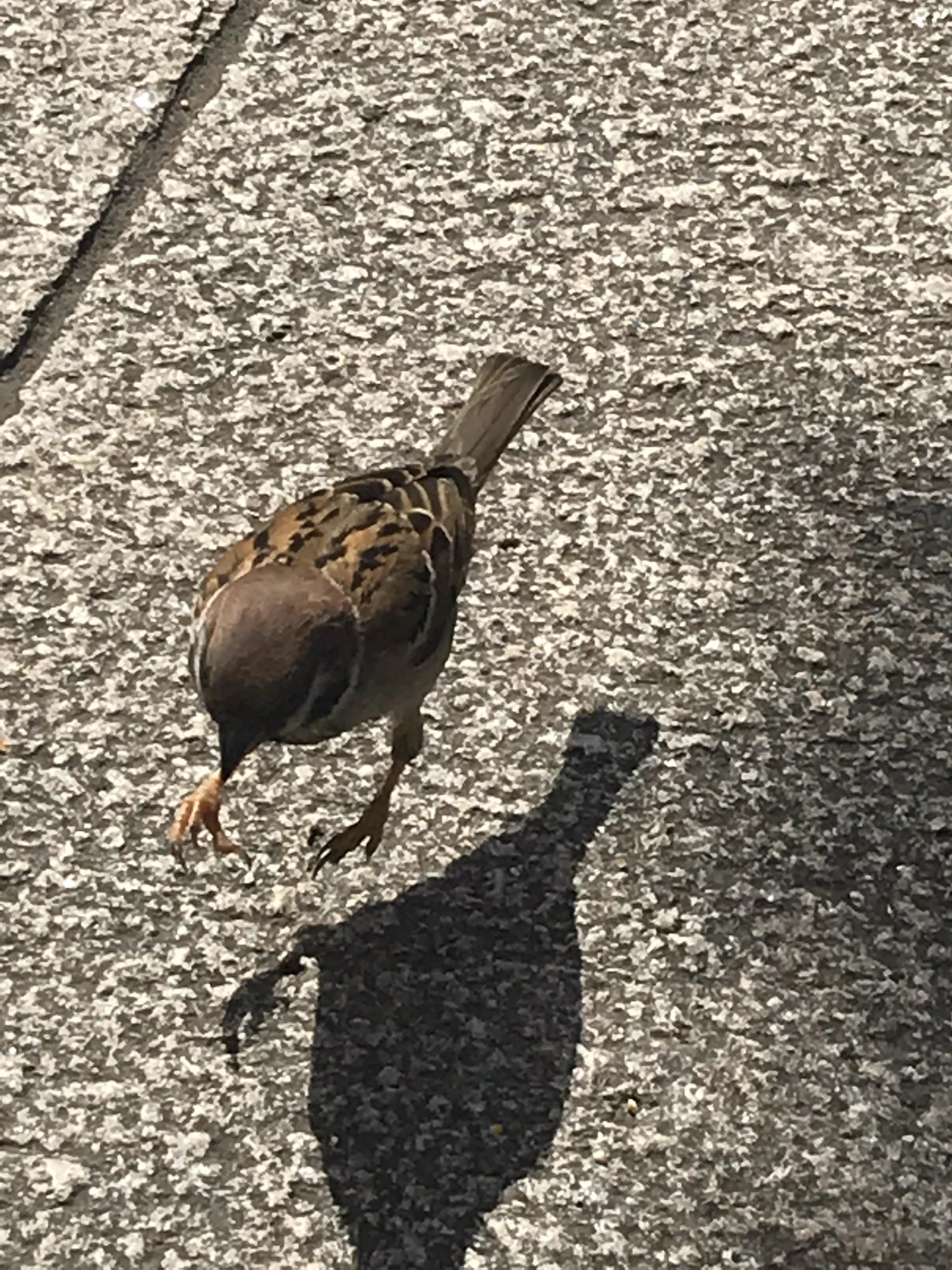 @aerial2009 @okajun_bcnr33 スズメさんかわいいです 