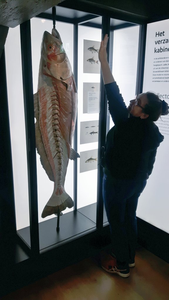 JackDAshby's tweet image. The world's largest collection of 19th century anatomical papier-mâché teaching models by Dr. Auzoux is in @museumboerhaave. They provided incredible hands-on learning opportunities for students and physicians.
#ObjectBasedLearning #MuseumNerdsAbroad