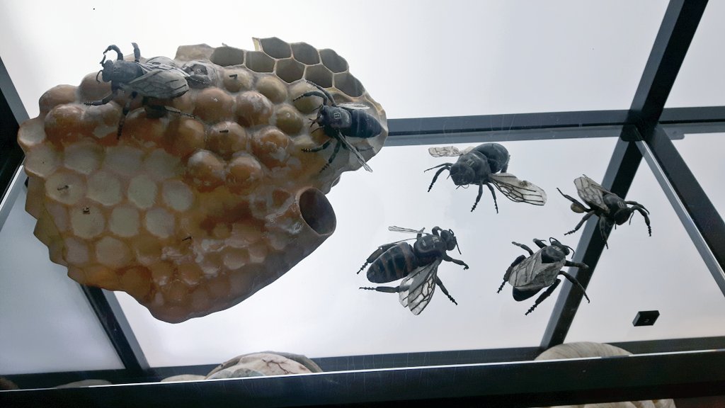 JackDAshby's tweet image. The world's largest collection of 19th century anatomical papier-mâché teaching models by Dr. Auzoux is in @museumboerhaave. They provided incredible hands-on learning opportunities for students and physicians.
#ObjectBasedLearning #MuseumNerdsAbroad