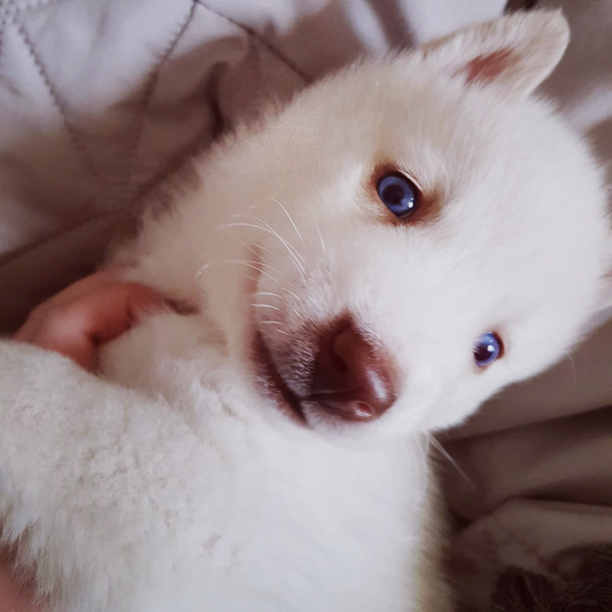 Mi bebé ♥️ tiene insta: <a href="/whitehusky/">Renan Teixeira</a>.c