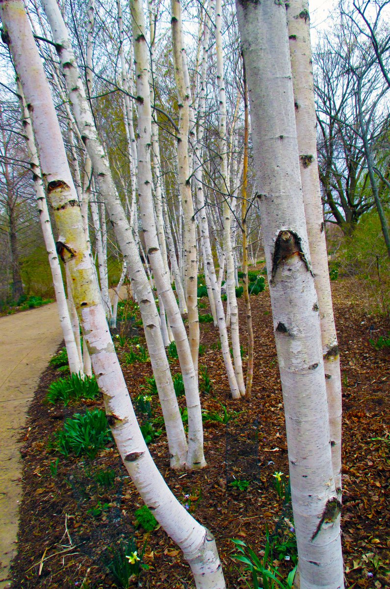 Antimicrobial activity and chemical composition of white birch (Betula papyrifera Marshall) bark extracts