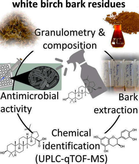 Antimicrobial activity and chemical composition of white birch (Betula papyrifera Marshall) bark extracts