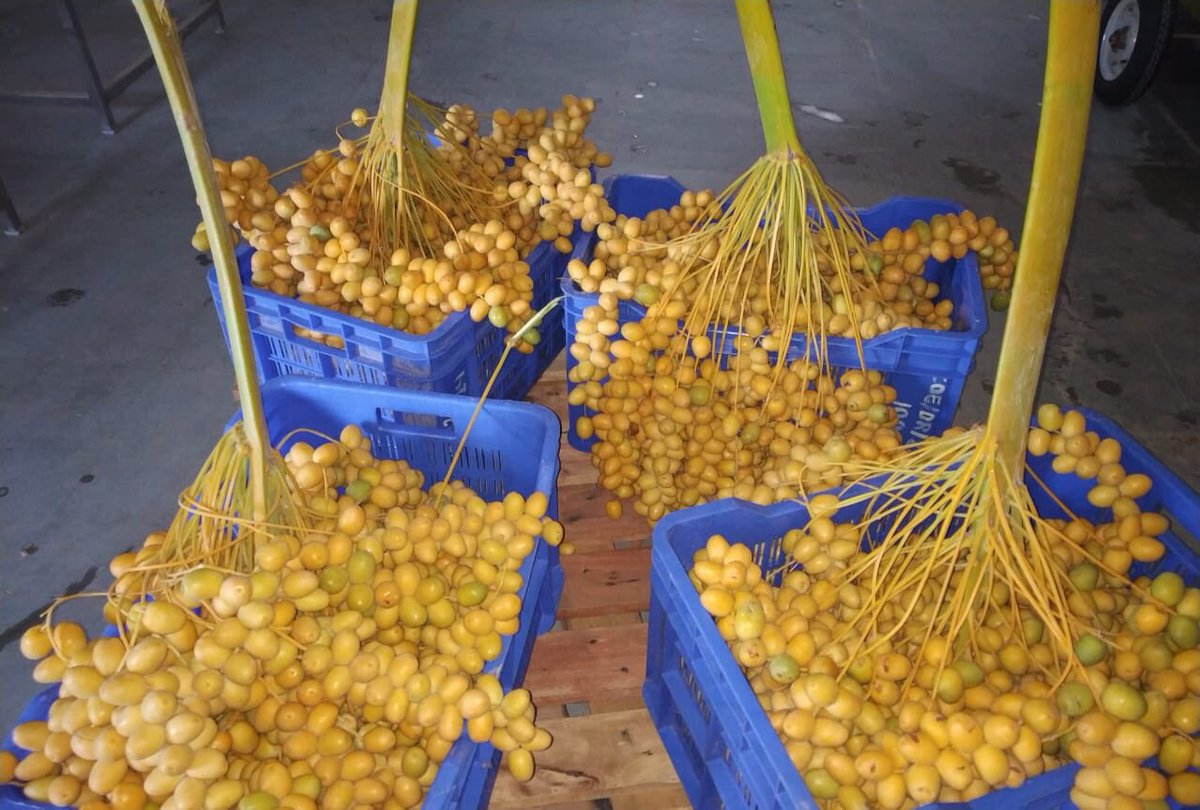 DanAlluf's tweet image. farmers training in our 🇮🇳🇮🇱 Date Palm center of Excellence in Bhuj #Gujarat. knowledge transfer is a main mission of our #IIAP partnership @MASHAVisrael