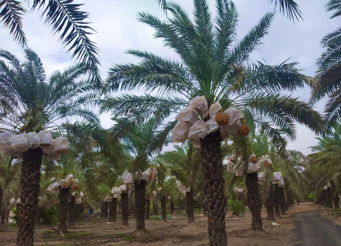 DanAlluf's tweet image. farmers training in our 🇮🇳🇮🇱 Date Palm center of Excellence in Bhuj #Gujarat. knowledge transfer is a main mission of our #IIAP partnership @MASHAVisrael