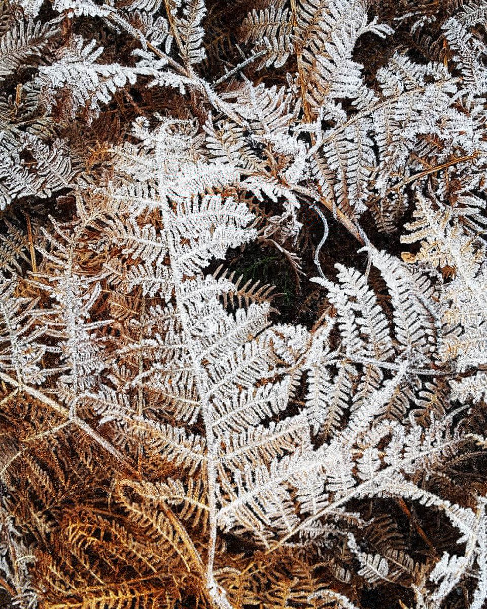 CaitrionaDevery's tweet photo. Frosty ferns & frozen bogholes this morning on the new #Pollagh loop walks. Dolphin's was the name of a brickyard in Pollagh, possibly because its location was right by the canal on which bricks travelled up to Dolphin's Barn on barges #pollaghbrick #offaly #brickfacts https://t.co/Ckg9oRkDXR