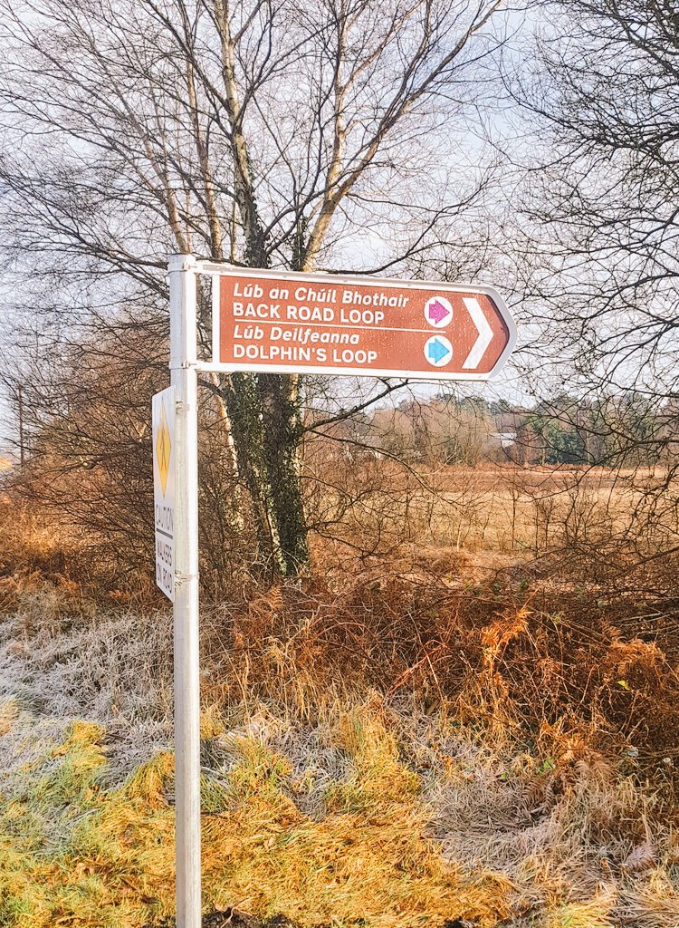 CaitrionaDevery's tweet photo. Frosty ferns & frozen bogholes this morning on the new #Pollagh loop walks. Dolphin's was the name of a brickyard in Pollagh, possibly because its location was right by the canal on which bricks travelled up to Dolphin's Barn on barges #pollaghbrick #offaly #brickfacts https://t.co/Ckg9oRkDXR