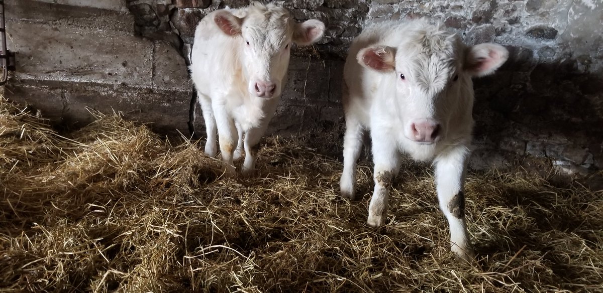 2020 replacement heifers. 
Jasmar Dang Girl 2G
Jasmar Glamour Girl 1G
#whitegold #canadiancharolais 
#ontariobeef