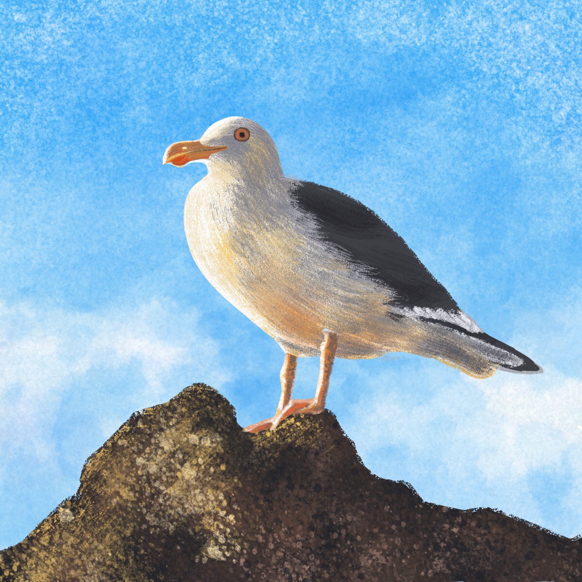 LisaJHancockArt's tweet photo. California Gull. We saw this guy fishing for some unsuspecting sea life in the tide pools. There really is something to these art challenges. I think I’m finally figuring out my favorite digital brushes for procreate. 🤔☺️
#illustration #nonfictionart #kidlitart #procreate30 https://t.co/39BHtSOqvN