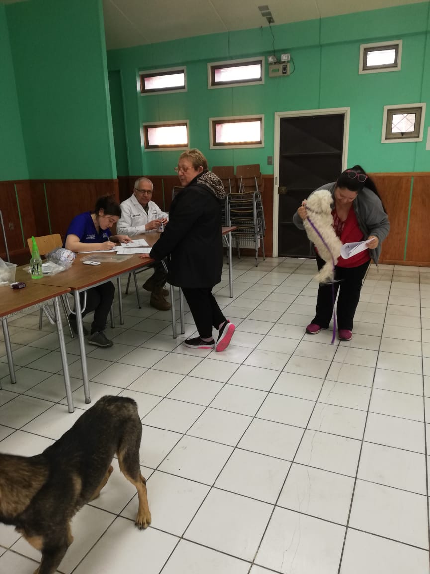 Con éxito se desarrolla en JJVV Ríos Patagónicos operativo de implantación gratuita de microchip de identificación. Nuestra veterinaria junto a veterinarios <a href="/VDivisionEjto/">V División de Ejército</a> trabajando para que su regalón 🐩🐈 sea una #MascotaProtegida #TenenciaResponsable 🐾<a href="/MascotaGob/">Tenencia Responsable</a>