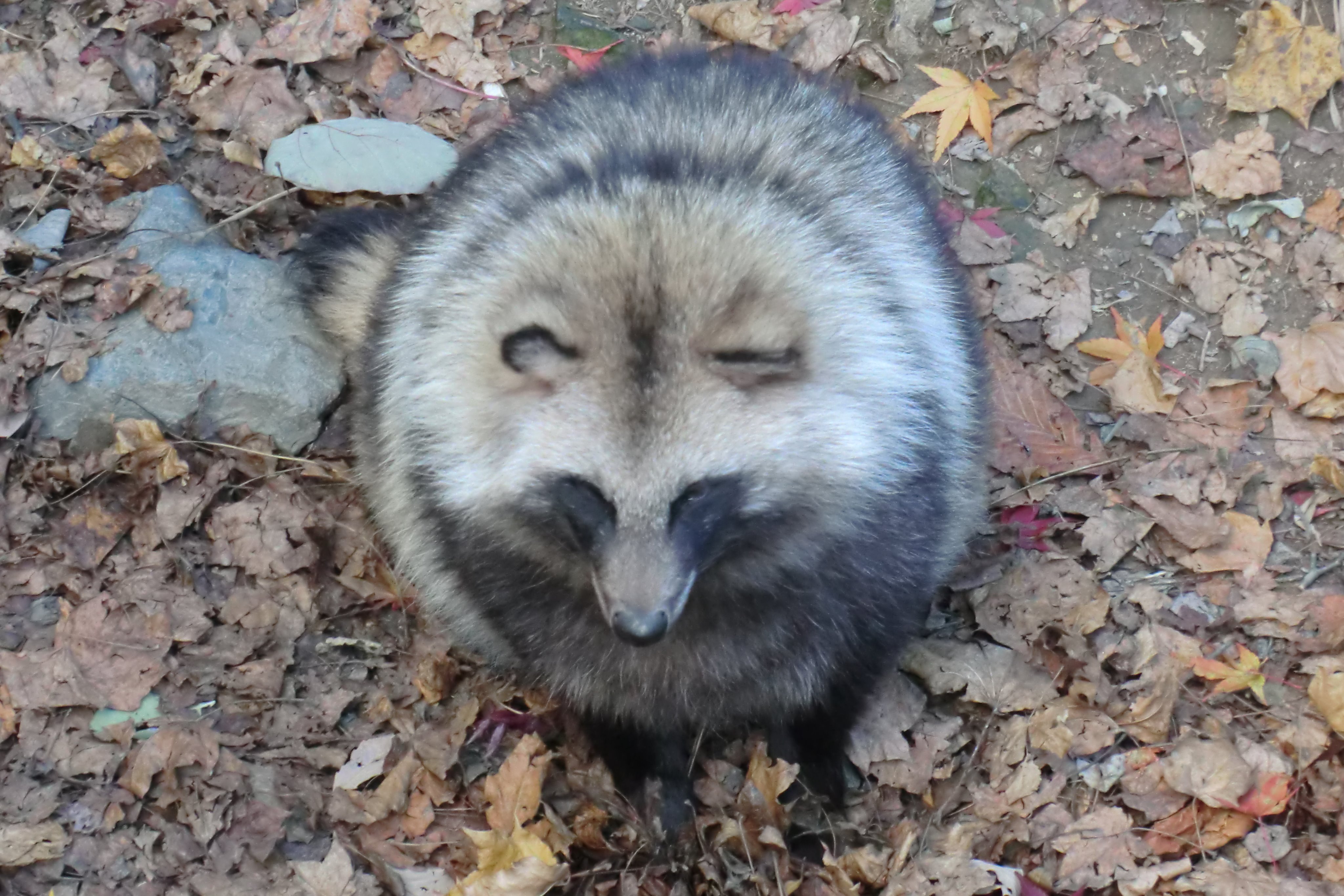 Grivas ぐりばす ヤギ成分不足気味 もふもふたぬき 盛岡市動物公園 タヌキ ホンドダヌキ T Co Mm8tyj6rfs Twitter