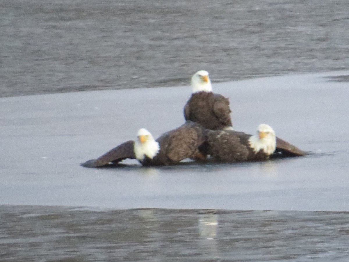 This is from two years ago on Webster Lake - two males stuck together, a female standing behind. They were fighting over a fish. Not long after this photo the female took the fish and the two males managed to go their separate ways.
#TLGV #TheLastGreenValley #NPS #BaldEagle