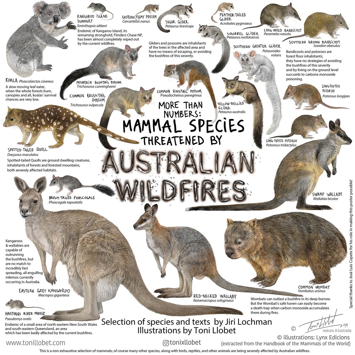 Beyond numbers: animals affected by Australian wildfires belong to invaluable, often endangered species. Mammals are amongst the most vulnerable to flames