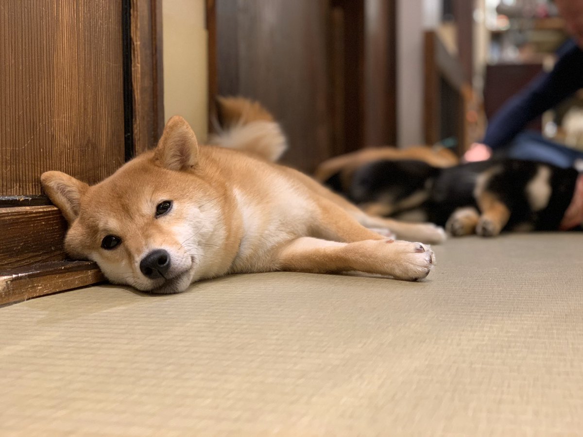 ぶらくら 北九州市民 豆柴カフェ 豆柴 犬 豆柴カフェ 福岡店 福岡市の福岡parcoのなか 30分 1ドリンクつき 大人0円 来店 年1月18日 動画30秒 音量注意