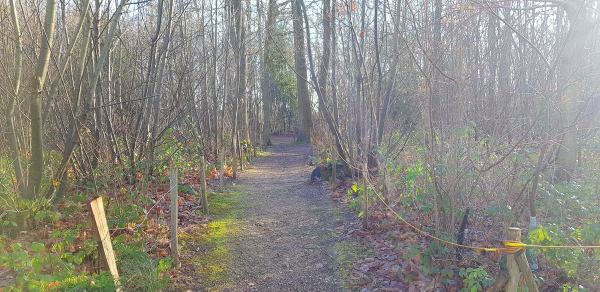 Hamlet_Wood's tweet photo. Lovely morning up at the wood today! Just a few photos taken during today's working party. #HamletWood #MaidstoneWestScouts #MaidstoneEastScouts https://t.co/uCVzgXKHpy