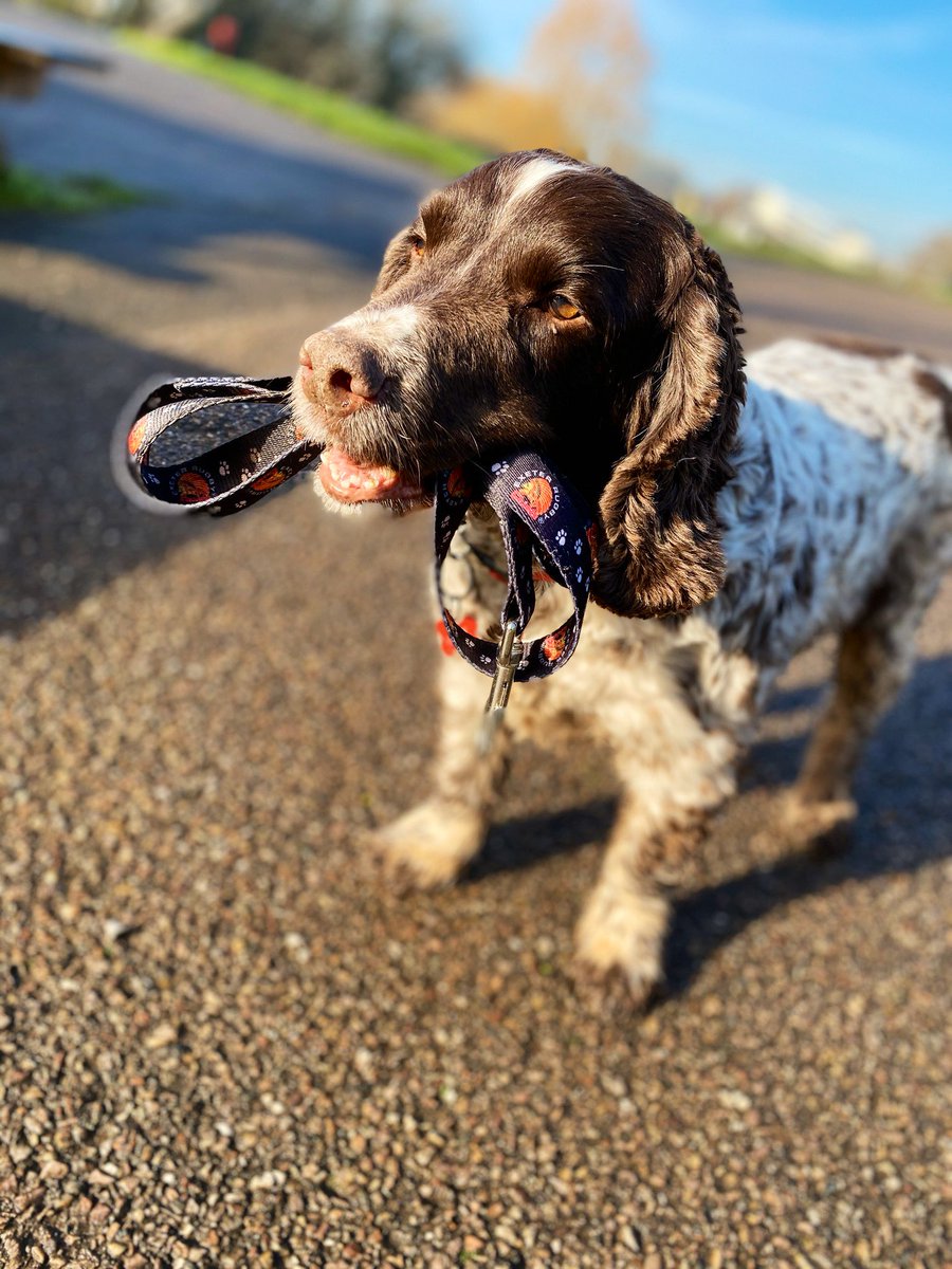 exetersweep's tweet photo. @ExeterChiefs Harry says good luck today! #rugby #HeinekenChampionsCup #exeterchiefs #coyc https://t.co/Os8JS3AgzG